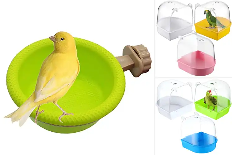 Detailed view of Best Bathing Experience For Birds: 10 Fun & Safe Options