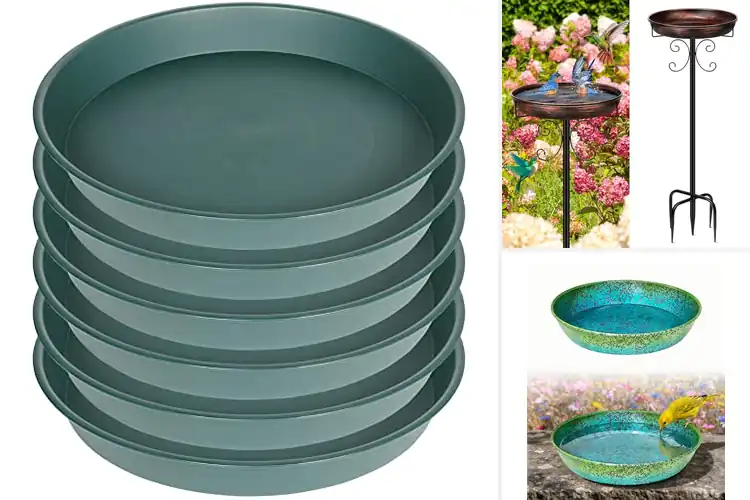 Detailed view of Best Bird Bath Bowls