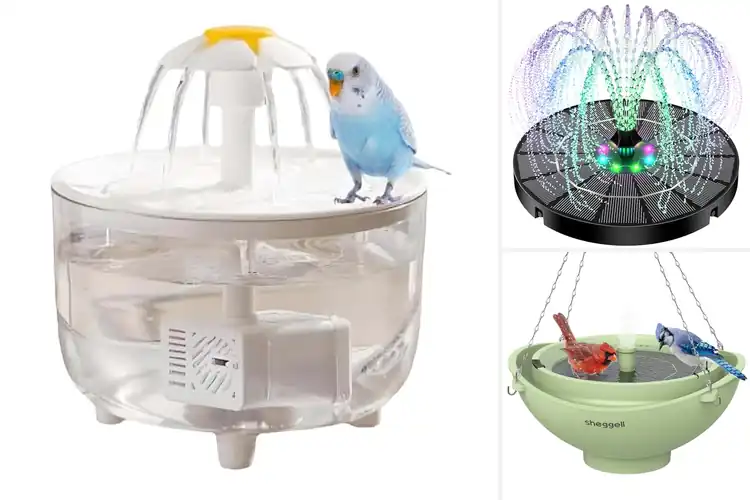 Detailed view of Best Bird Bath With Integrated Filtration