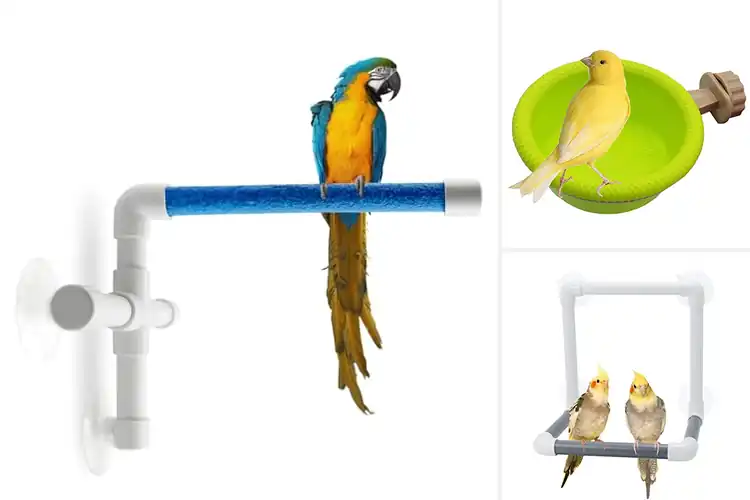 Detailed view of Best Bird Bathing Perches