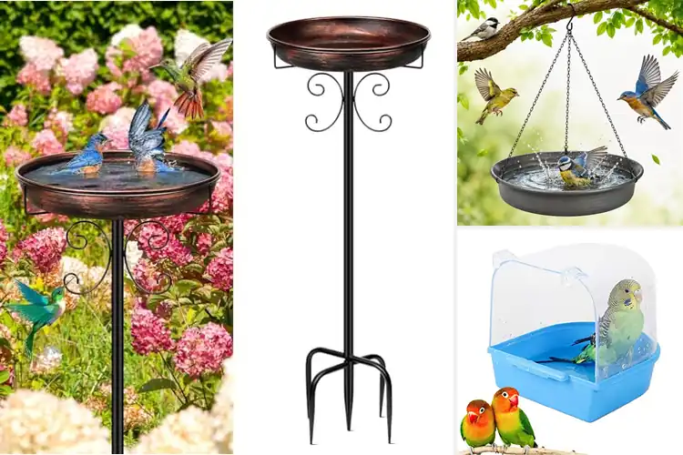 Detailed view of Best Bird Baths For Bird Bathing