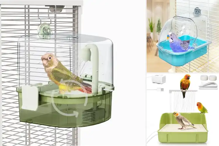 Detailed view of Best Bird Baths For Budgies