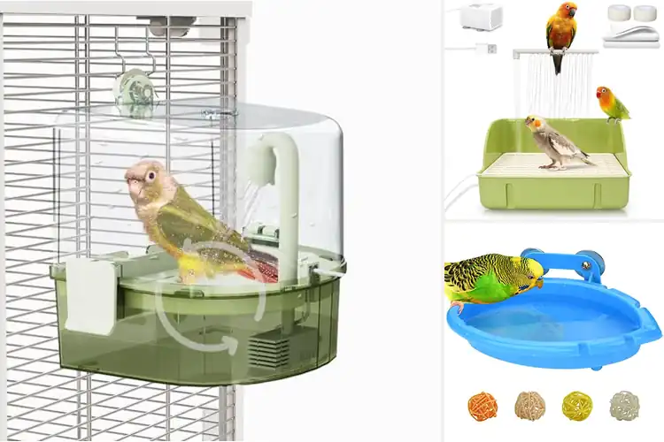 Detailed view of Best Bird Baths For Lovebirds