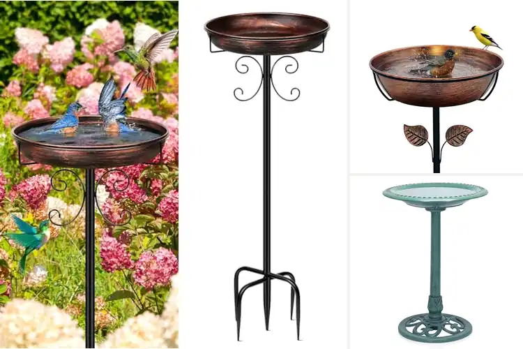 Detailed view of Best Bird Baths For Outside