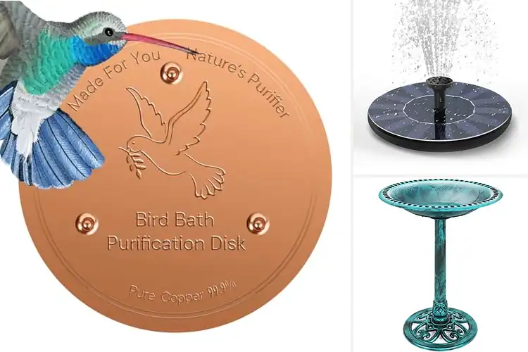 Detailed view of Best Bird-Friendly Baths