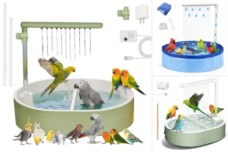 Detailed view of Best Bird Shower Baths For Feather Health
