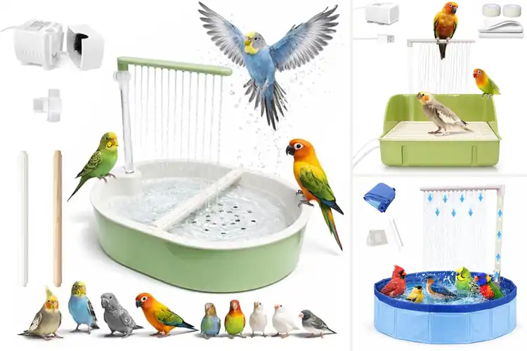 Detailed view of Best Bird Shower Baths For Feathers