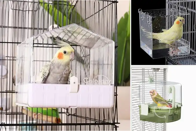 Detailed view of Best Non Toxic Bird Baths For Cockatiels