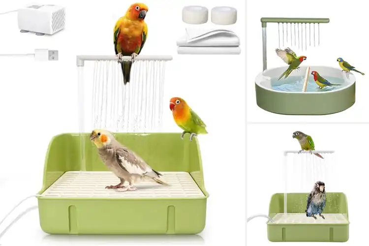 Detailed view of Best Parrot Bathtubs With Running Water