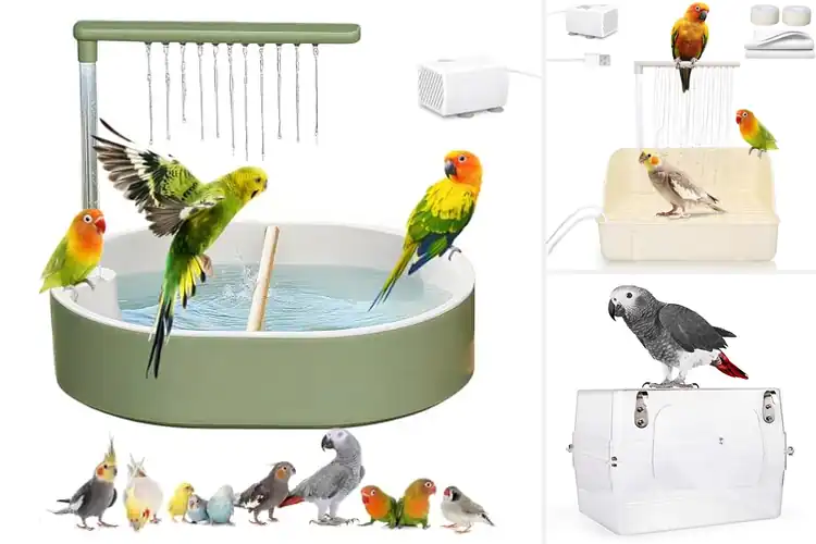 Detailed view of Best Parrot Bird Bath: Fun Ways to Keep Your Pet Happy