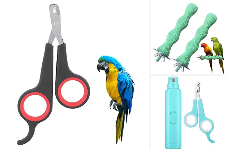 Detailed view of Best Pet Bird Grooming Tools for Calm, Happy Care