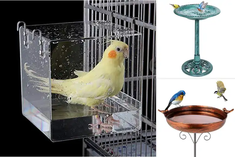 Detailed view of Best Spacious Bird Bath
