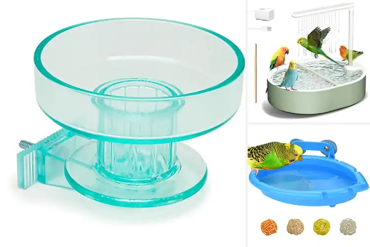 Detailed view of Best Sturdy Parakeet Bath: Top 10 Picks for Happy Birds